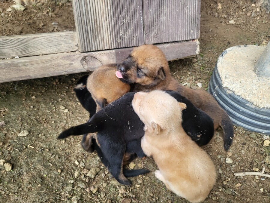 시골 똥깡아찌뜰_8.jpg