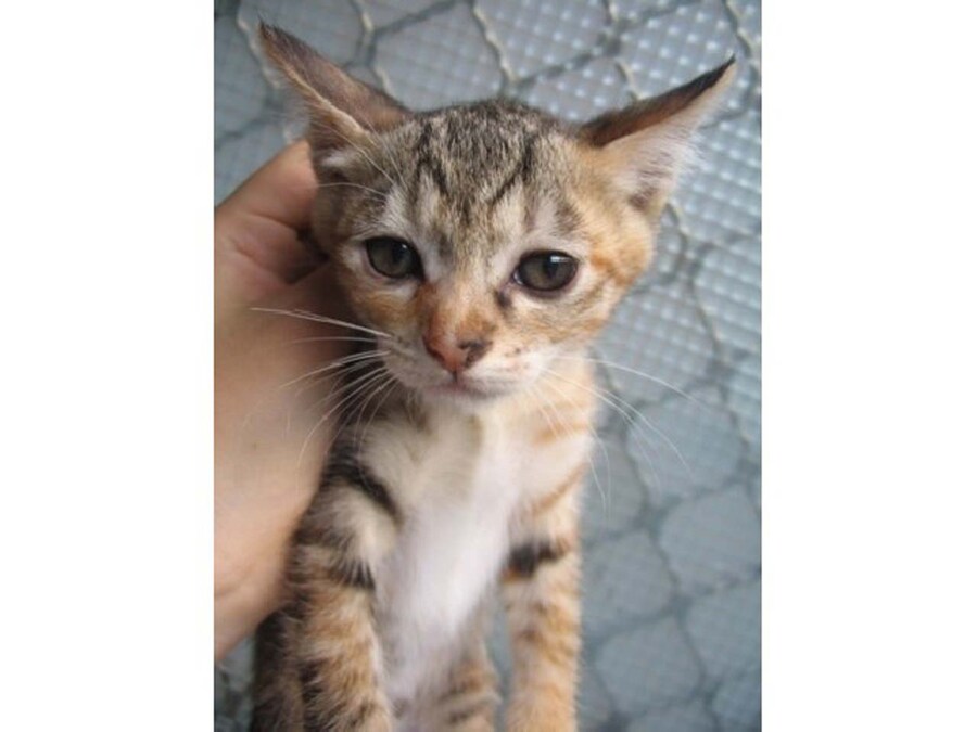 [26학번 새내기] 안녕하새오~ 새내기애오_3.jpg