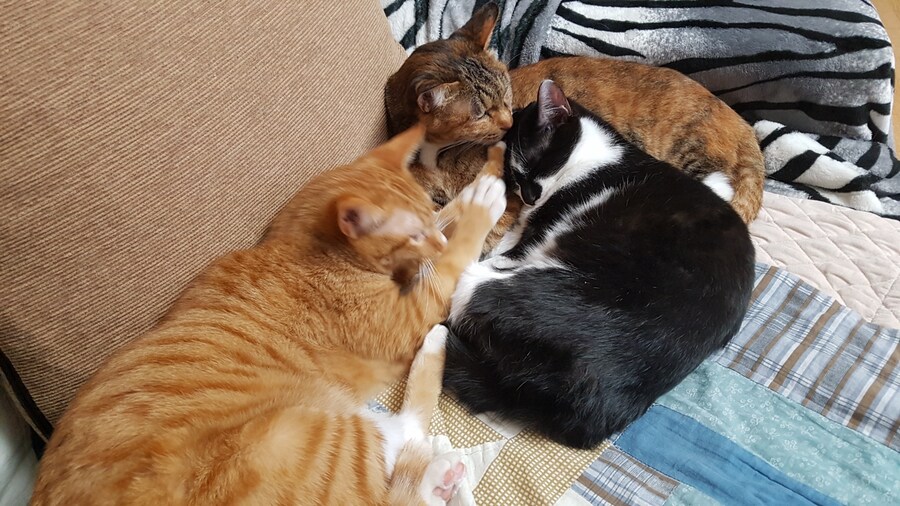 [26학번 새내기] 안녕하새오~ 새내기애오_15.jpg