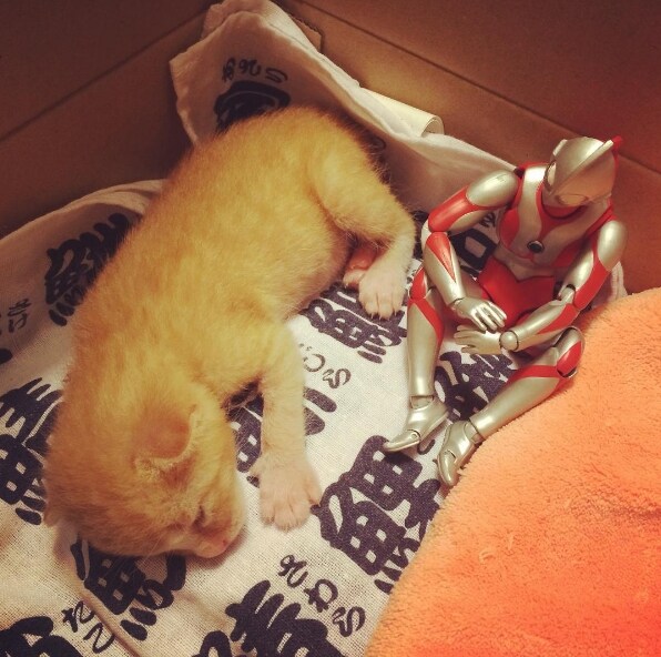 울트라맨과 성장하는 괴수_1.jpg