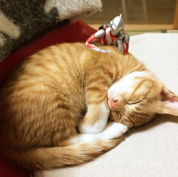 울트라맨과 성장하는 괴수_7.jpg