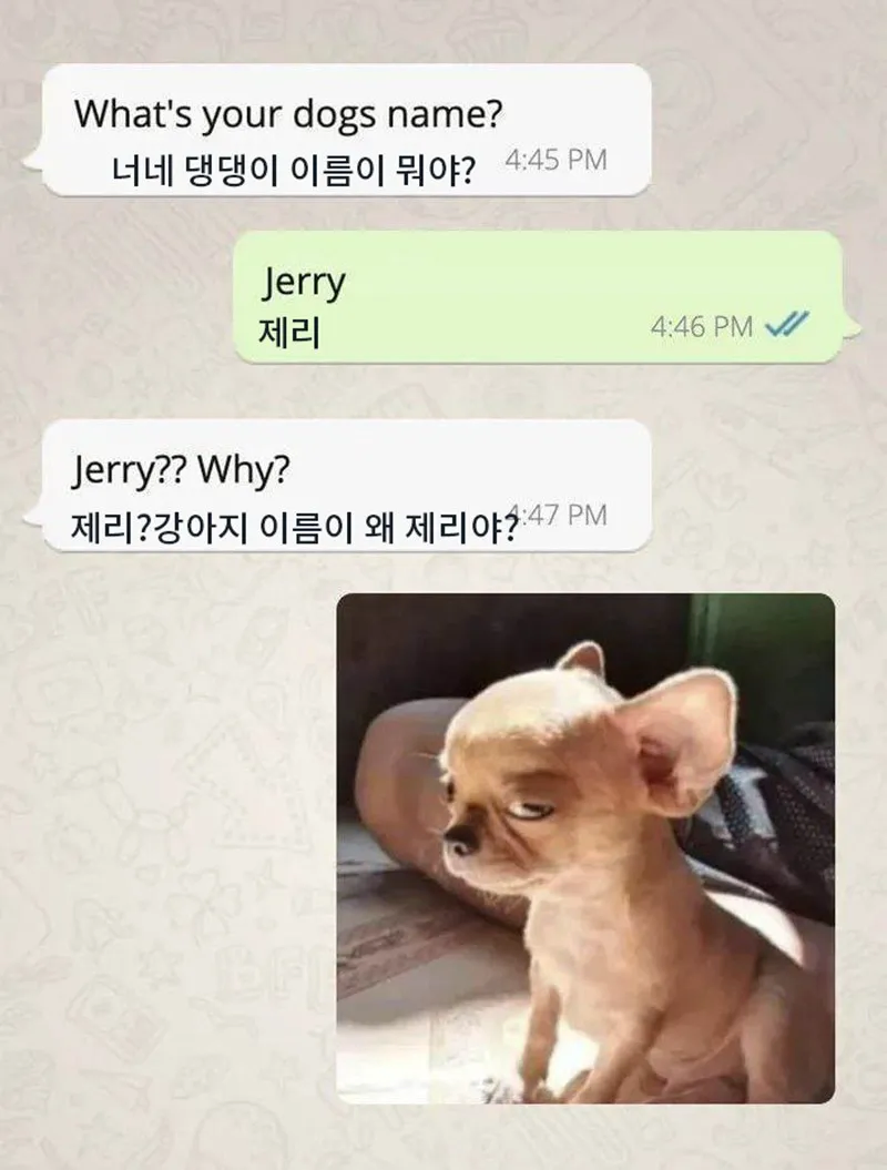 강아지 이름이 왜 제리야?_2.webp