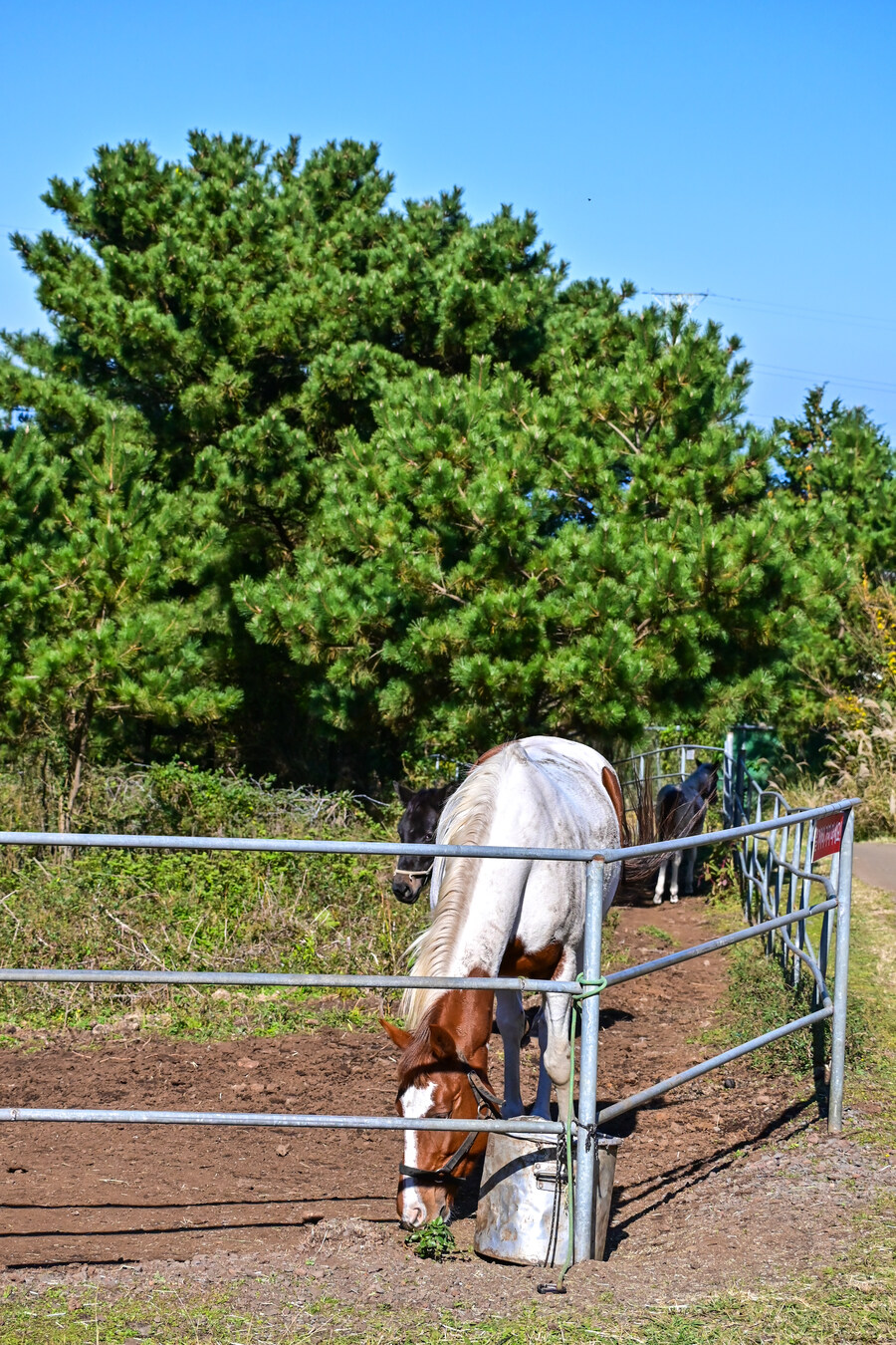 25년 11월 제주 여행_48.jpg