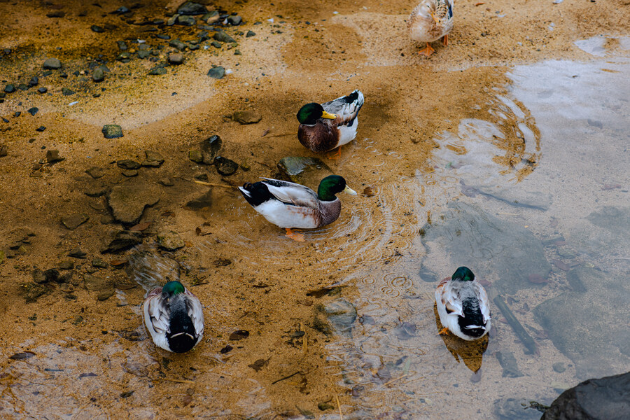 시모노세키 사무라이 마을과 잉글리쉬 카페 다녀왔습니다._3.jpg