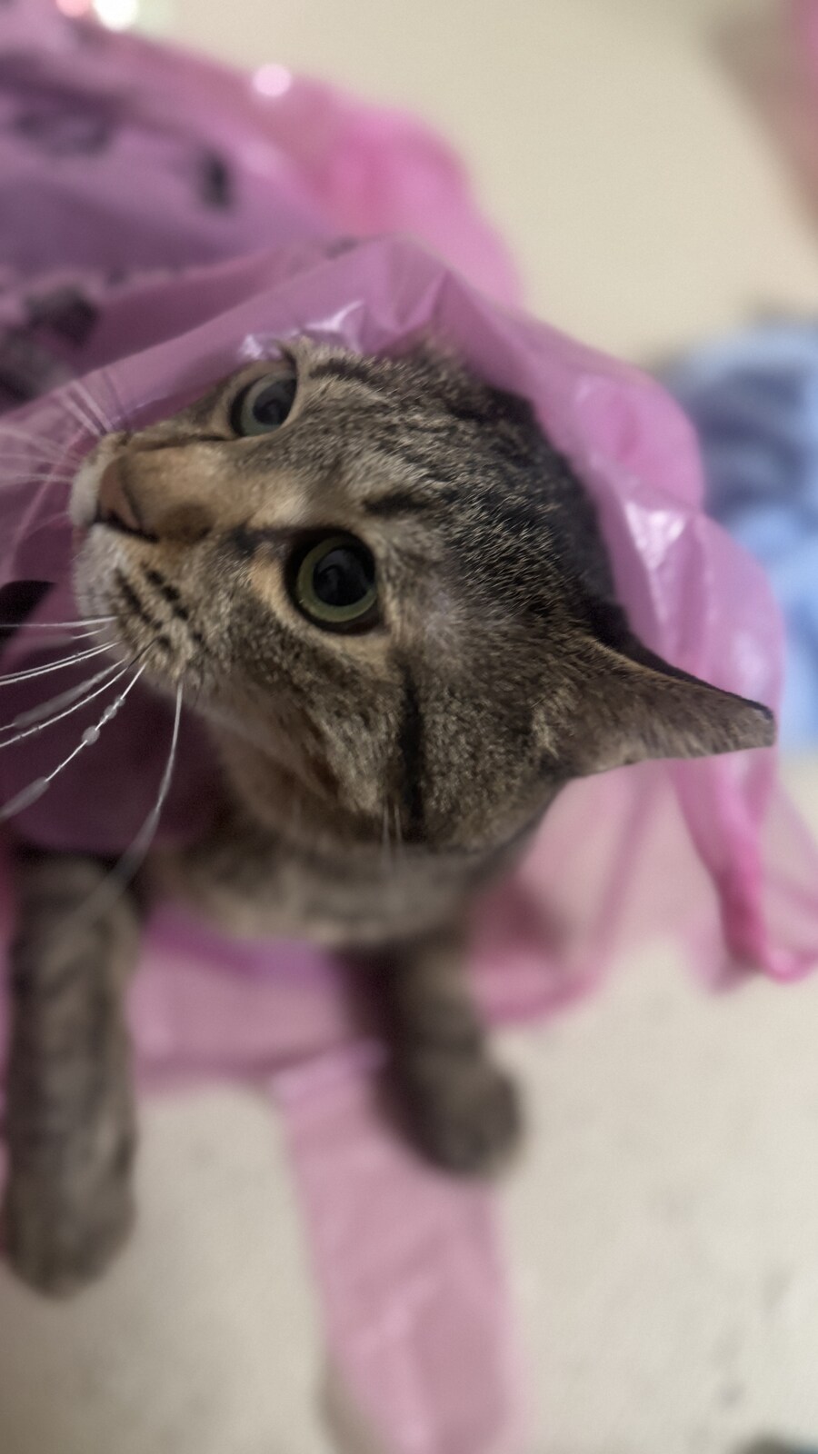 쓰레기봉투에 버려진 고양이 흑흑_3.jpg