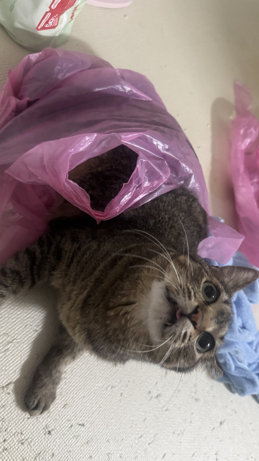 쓰레기봉투에 버려진 고양이 흑흑_4.jpg