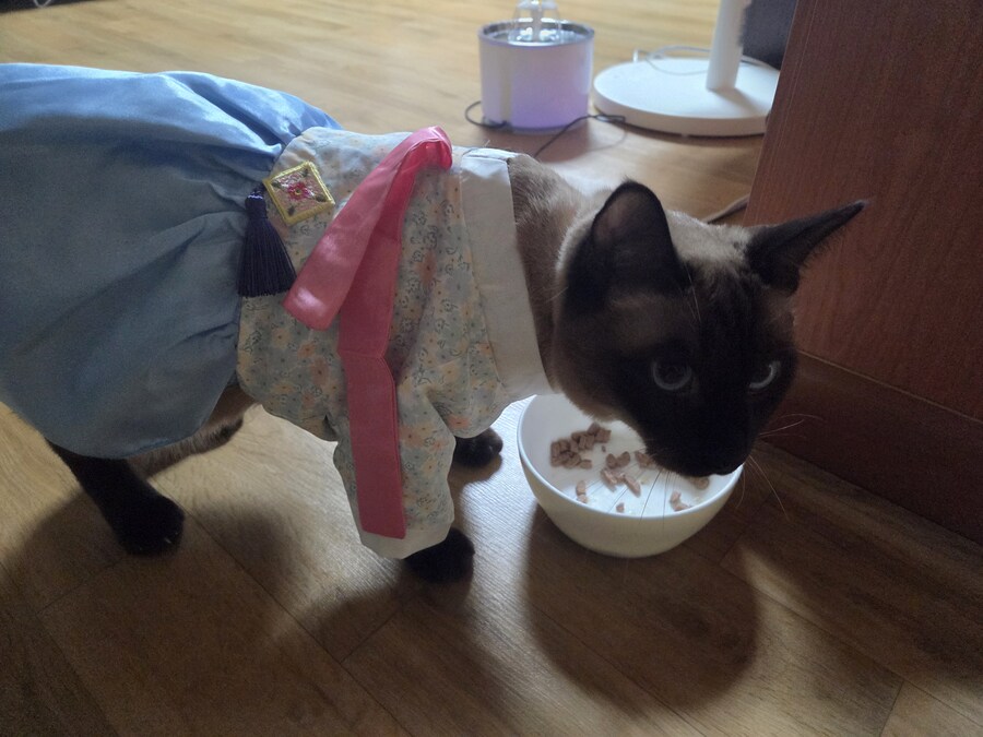 태국 오토코노코 하의실종 한복차림 ㄷㄷㄷ_1.jpg