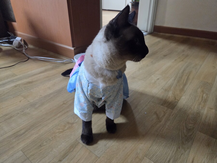 태국 오토코노코 하의실종 한복차림 ㄷㄷㄷ_3.jpg