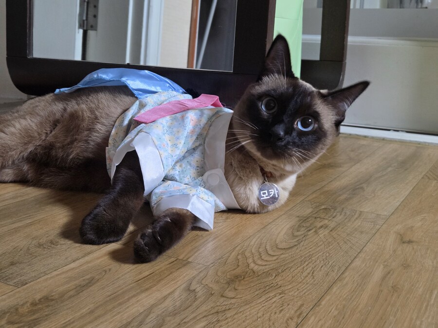 태국 오토코노코 하의실종 한복차림 ㄷㄷㄷ_7.jpg