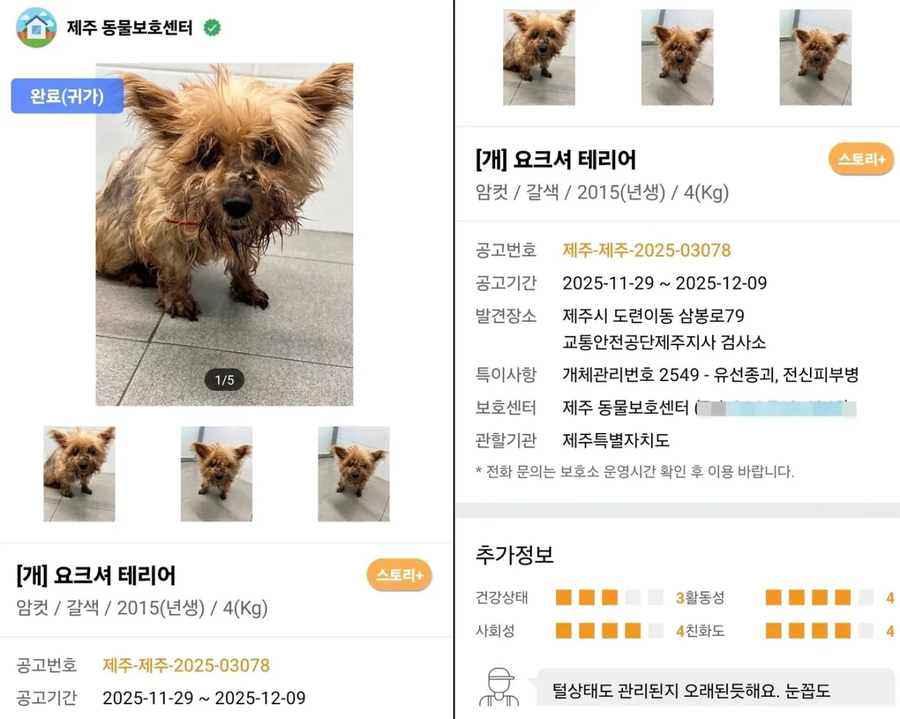 6년 전 잃어버린 반려견이 돌아왔다_2.webp