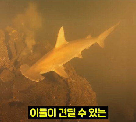 펄펄 끓는 활화산 속에서 발견된 상어.jpg_31.jpg
