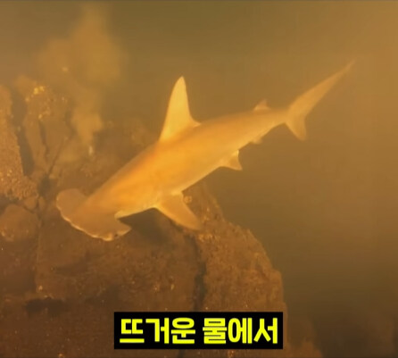 펄펄 끓는 활화산 속에서 발견된 상어.jpg_32.jpg