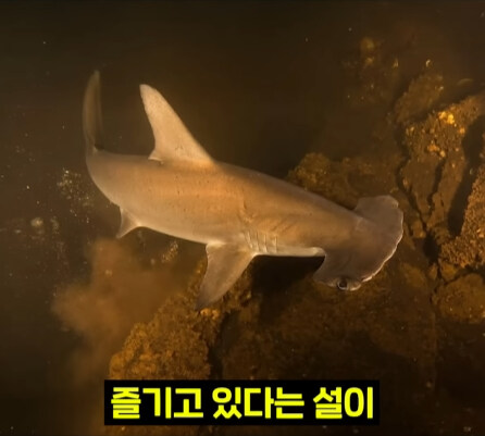 펄펄 끓는 활화산 속에서 발견된 상어.jpg_35.jpg