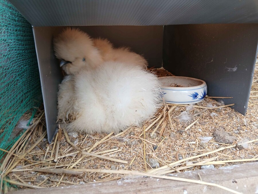 수녀님 몰래 달걀품고있는 닭들 올려야지_1.jpg