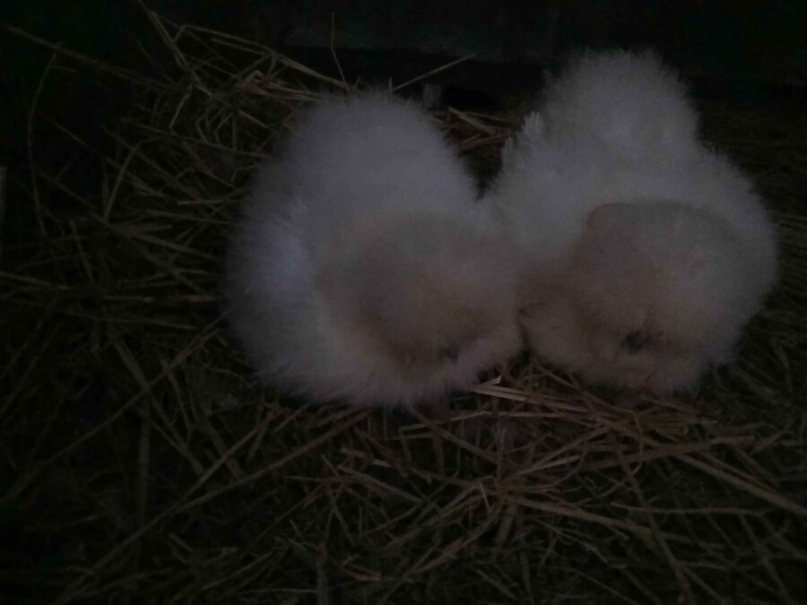 수녀님 몰래 달걀품고있는 닭들 올려야지_3.jpg