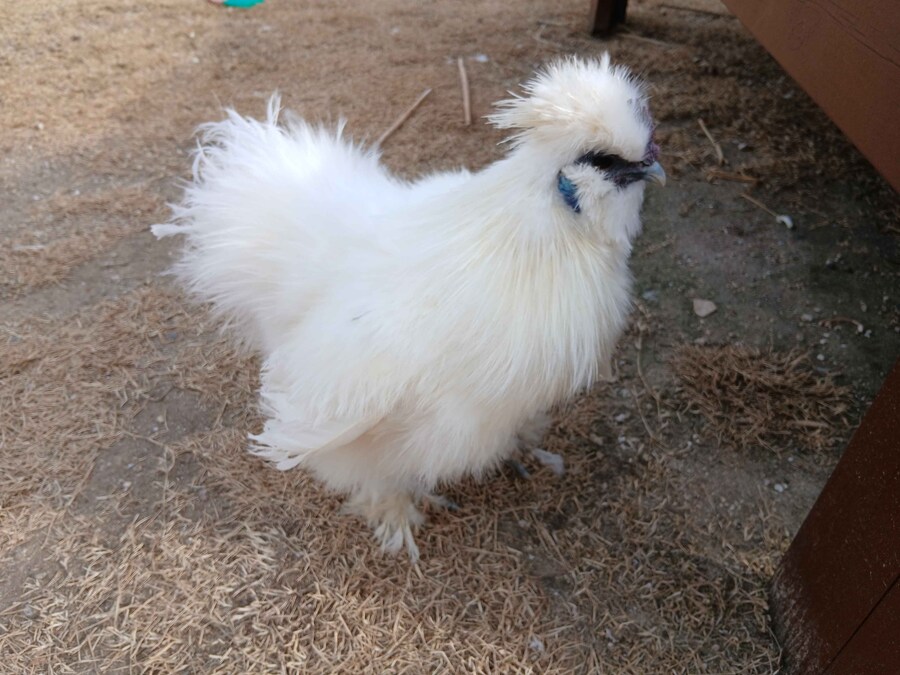 수녀님 몰래 달걀품고있는 닭들 올려야지_4.jpg