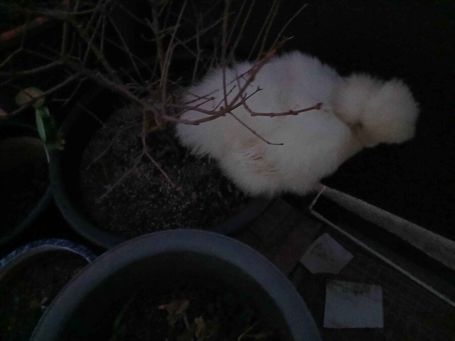 리노아몰래 달걀품고있는 하얀닭들 올려야지_2.jpg