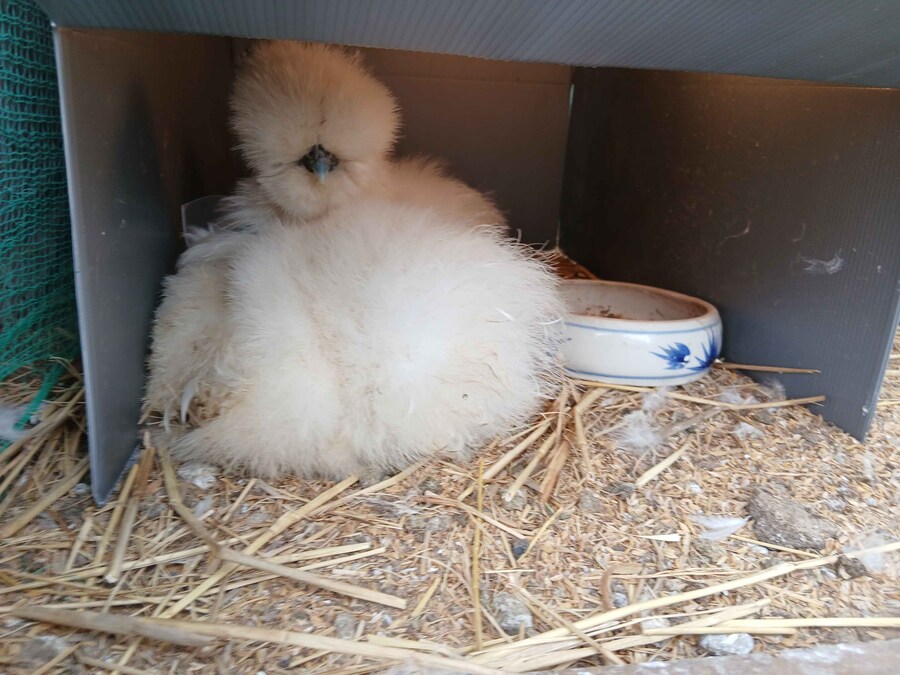 리노아몰래 달걀품고있는 하얀닭들 올려야지_4.jpg