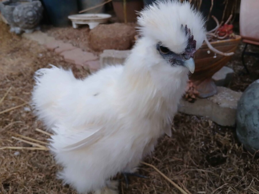 리노아몰래 달걀품고있는 하얀닭들 올려야지_5.jpg