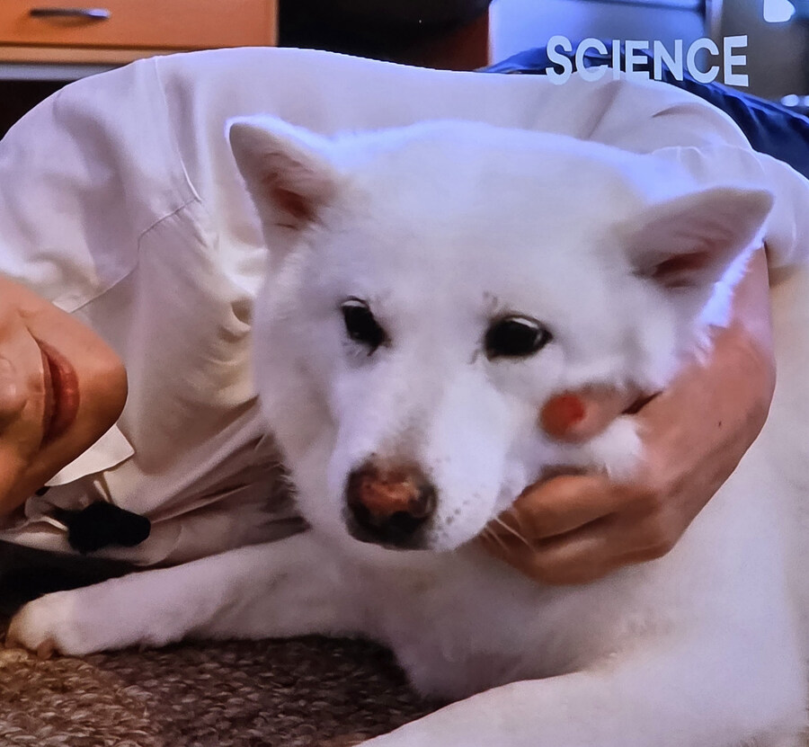 미국 가서 확대 당한 진돗개_4.jpg