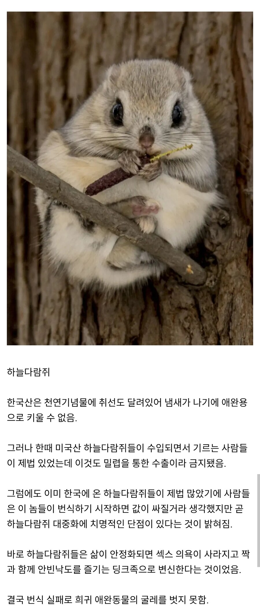 안아줘요가 애완동물로서 실패한 이유.jpg_1.jpg