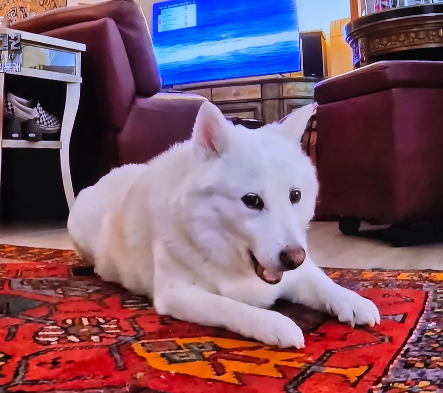 미국 가서 확대 당한 진도개_3.webp