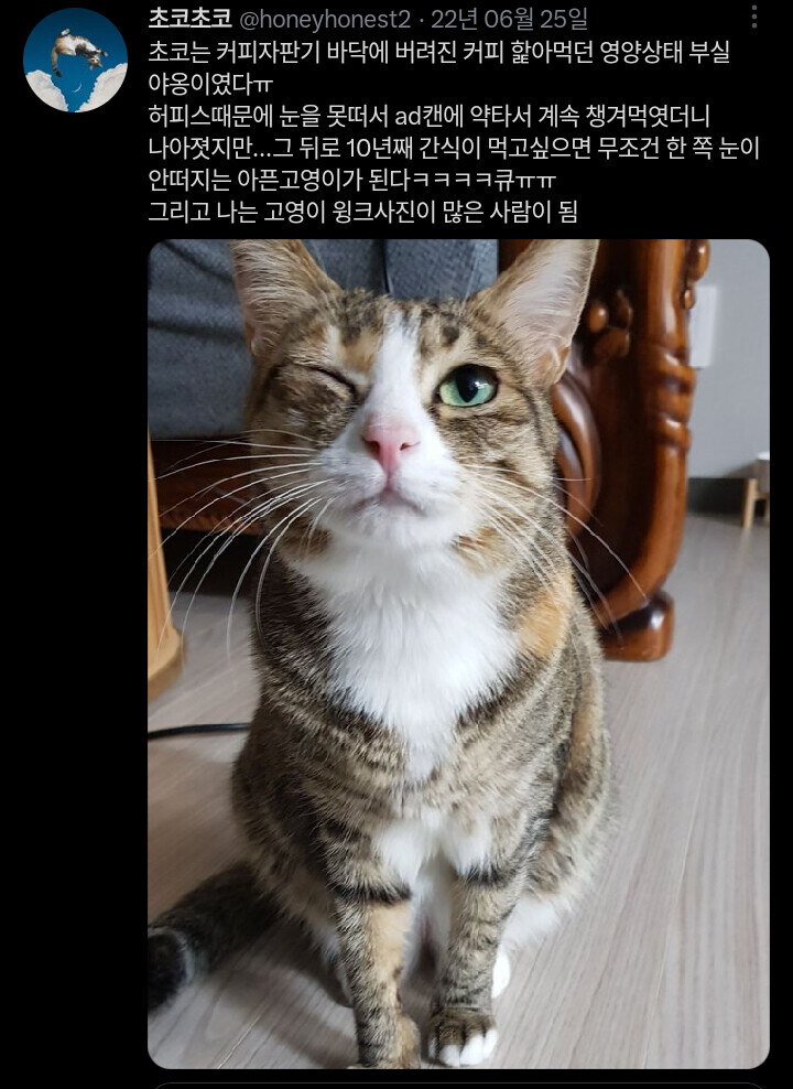 윙크를하면 간식이 생기는 초능력을 지닌 고양이_1.jpg