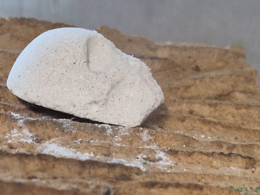 등각류)출근전에 본 상황_1.jpg