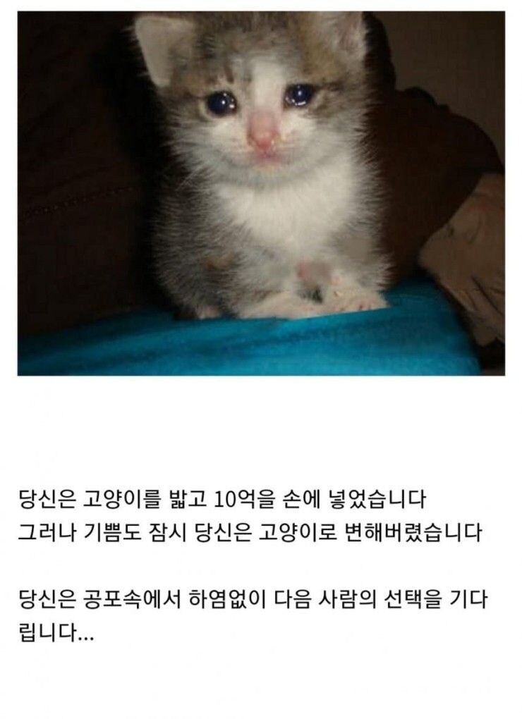 여기 고양이와 10억이 있습니다.jpg_2.jpg
