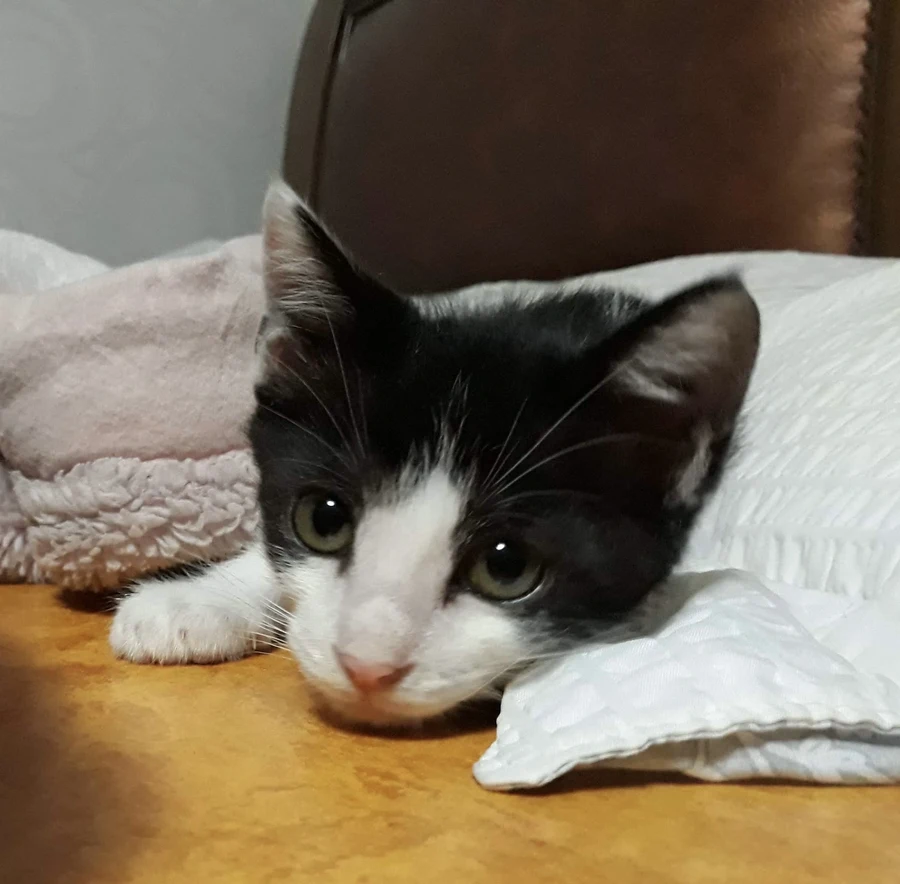 냥줍된 고양이의 진화 과정_7.webp