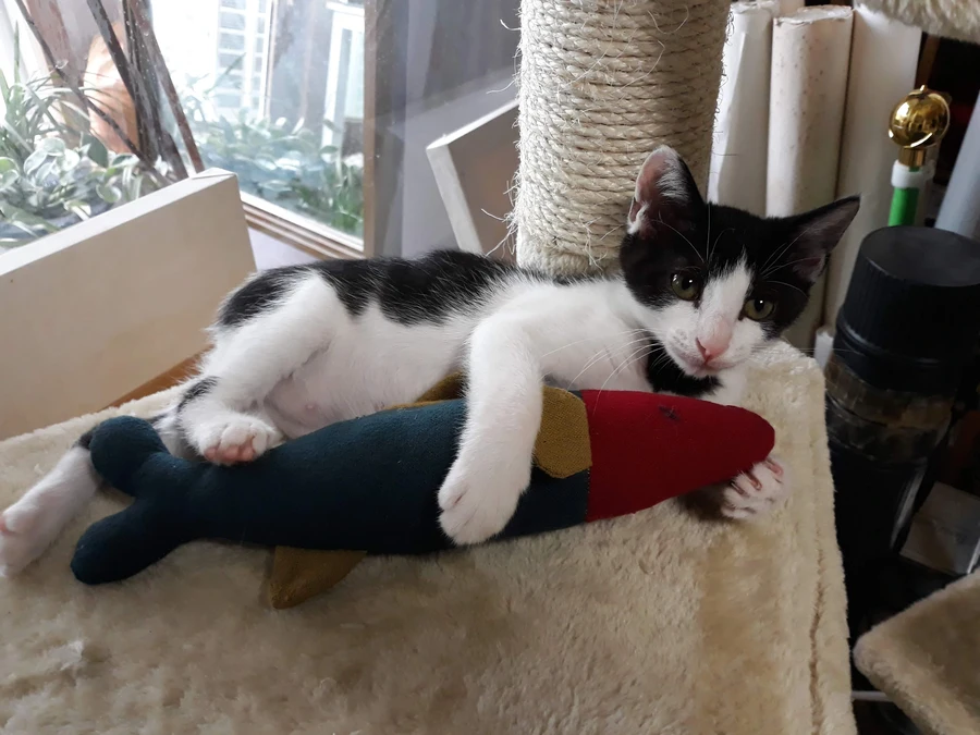 냥줍된 고양이의 진화 과정_9.webp