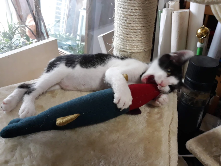 냥줍된 고양이의 진화 과정_10.webp