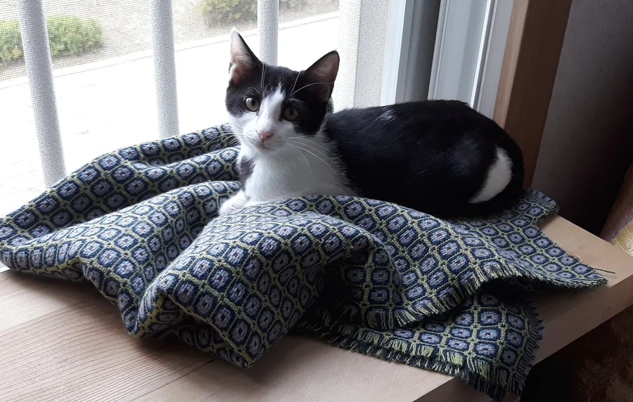 냥줍된 고양이의 진화 과정_16.webp