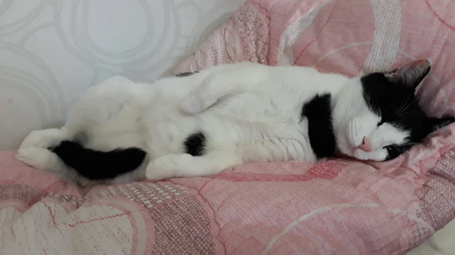 냥줍된 고양이의 진화 과정_13.webp