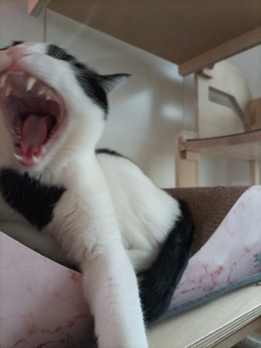 냥줍된 고양이의 진화 과정_20.webp