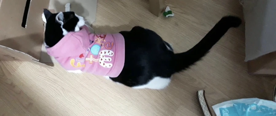 냥줍된 고양이의 진화 과정_21.webp