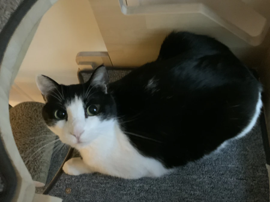 냥줍된 고양이의 진화 과정_22.webp