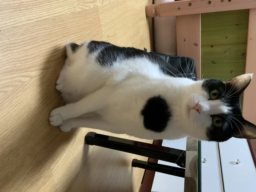 냥줍된 고양이의 진화 과정_26.webp