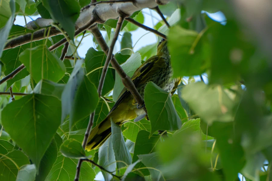 (스압) 한꺼번에 드랍~ 25년도 3분기 탐조_7.webp