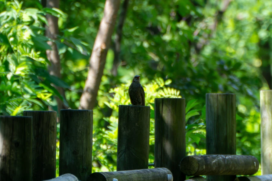 (스압) 한꺼번에 드랍~ 25년도 3분기 탐조_9.webp