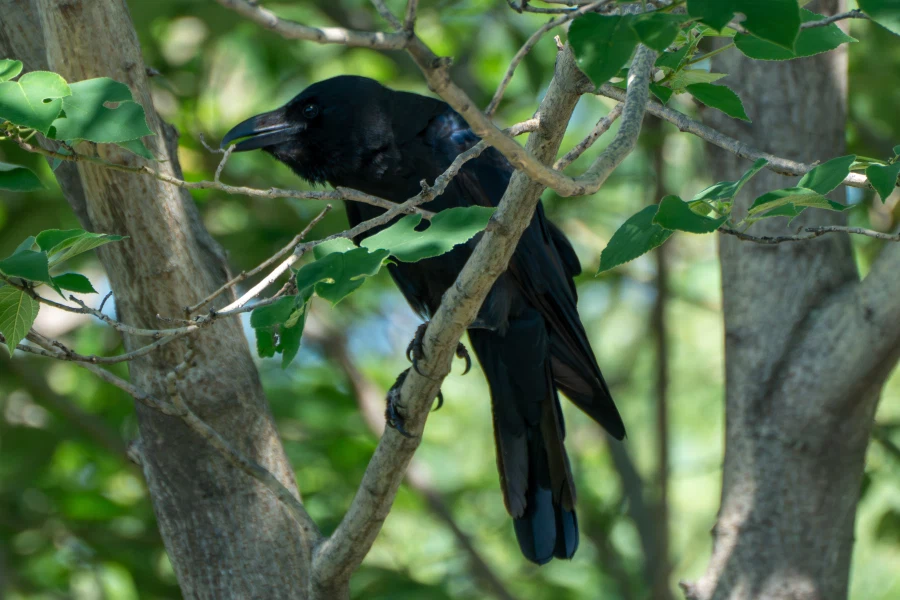 (스압) 한꺼번에 드랍~ 25년도 3분기 탐조_12.webp