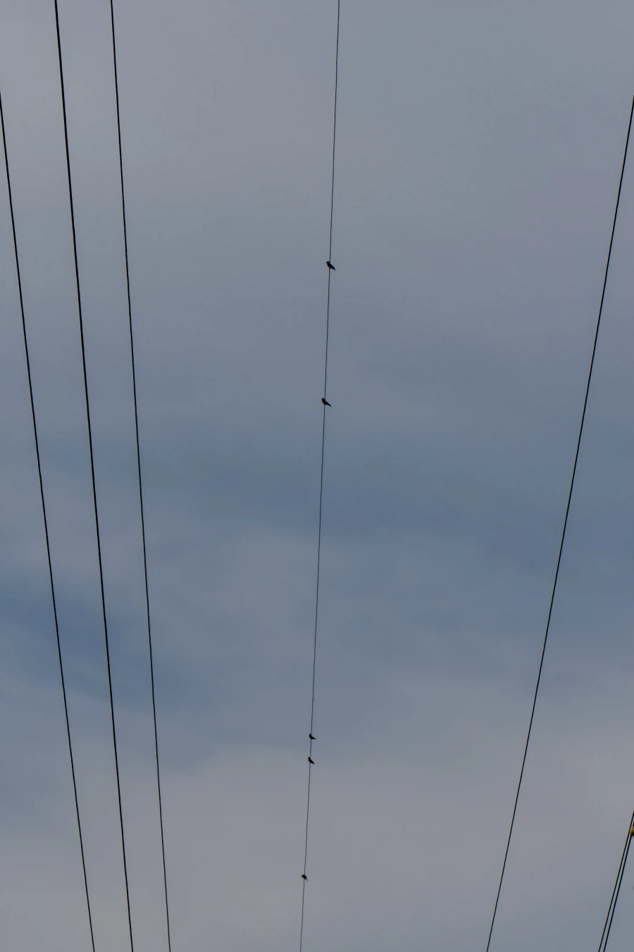 (스압) 한꺼번에 드랍~ 25년도 3분기 탐조_16.webp