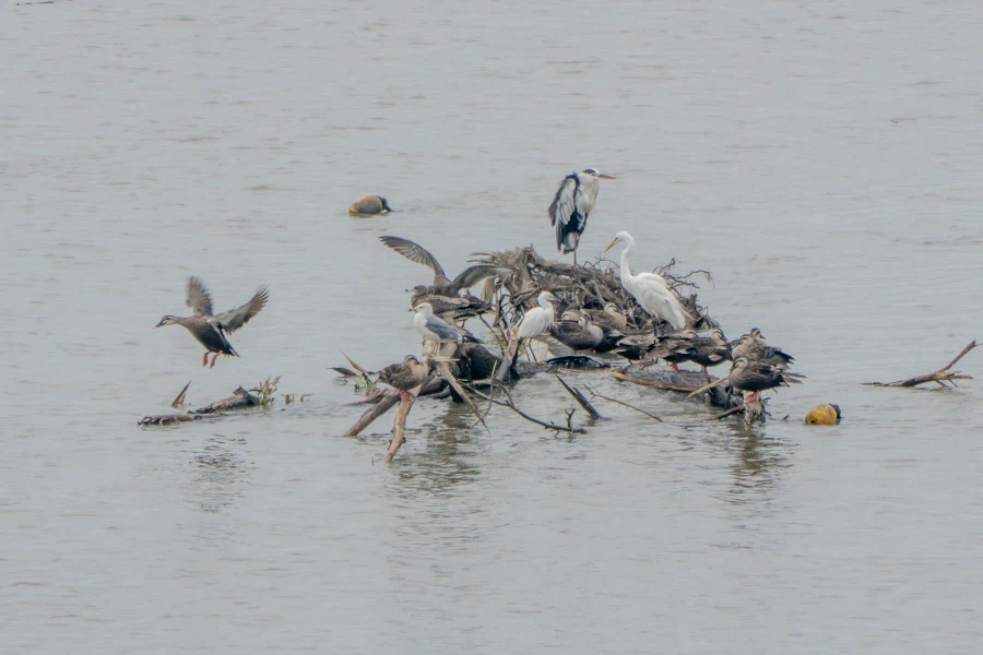 (스압) 한꺼번에 드랍~ 25년도 3분기 탐조_22.webp