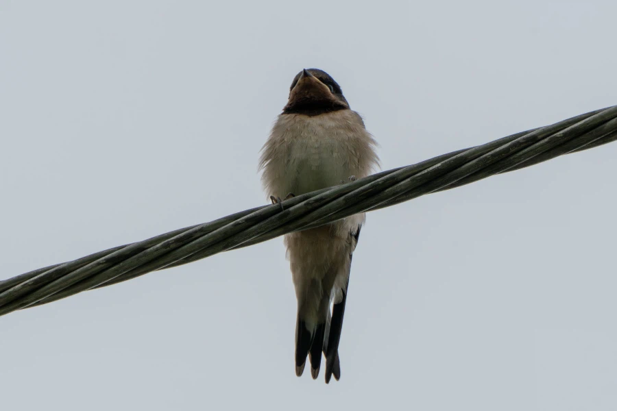 (스압) 한꺼번에 드랍~ 25년도 3분기 탐조_26.webp
