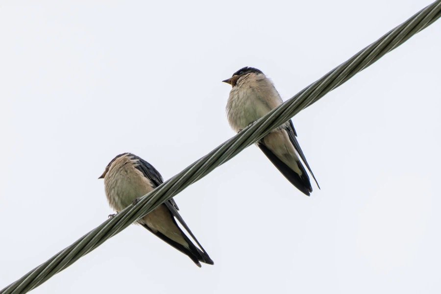 (스압) 한꺼번에 드랍~ 25년도 3분기 탐조_28.webp