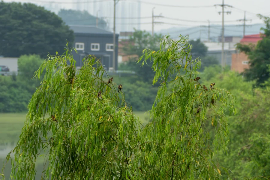 (스압) 한꺼번에 드랍~ 25년도 3분기 탐조_31.webp