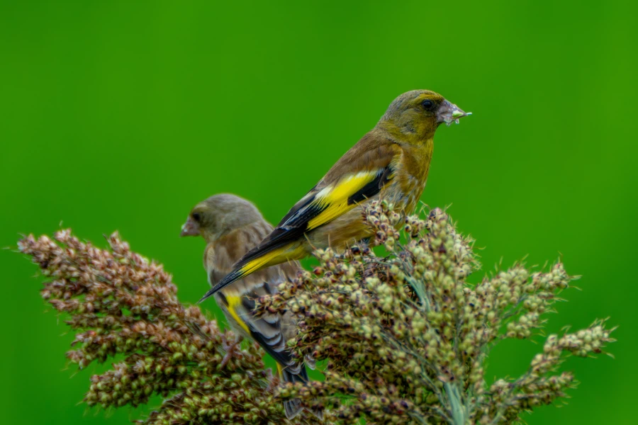 (스압) 한꺼번에 드랍~ 25년도 3분기 탐조_33.webp