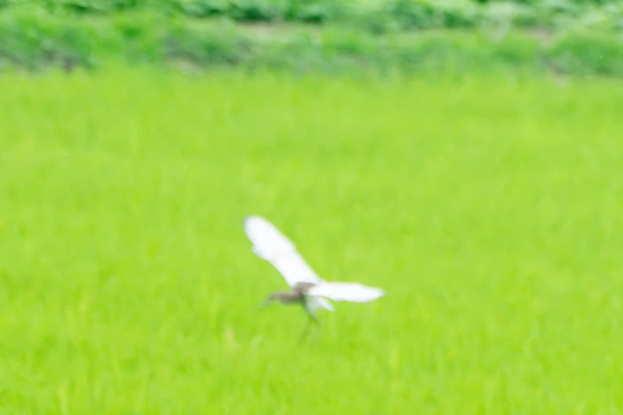 (스압) 한꺼번에 드랍~ 25년도 3분기 탐조_34.webp