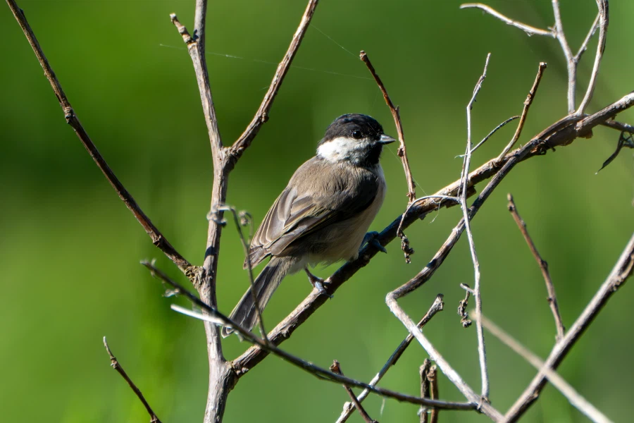 (스압) 한꺼번에 드랍~ 25년도 3분기 탐조_42.webp