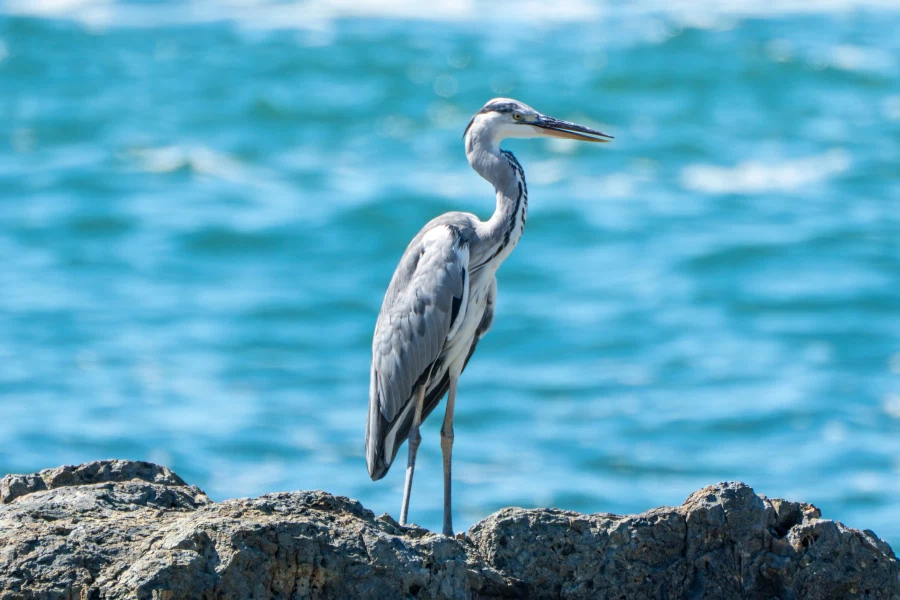 (스압) 한꺼번에 드랍~ 25년도 3분기 탐조_44.webp